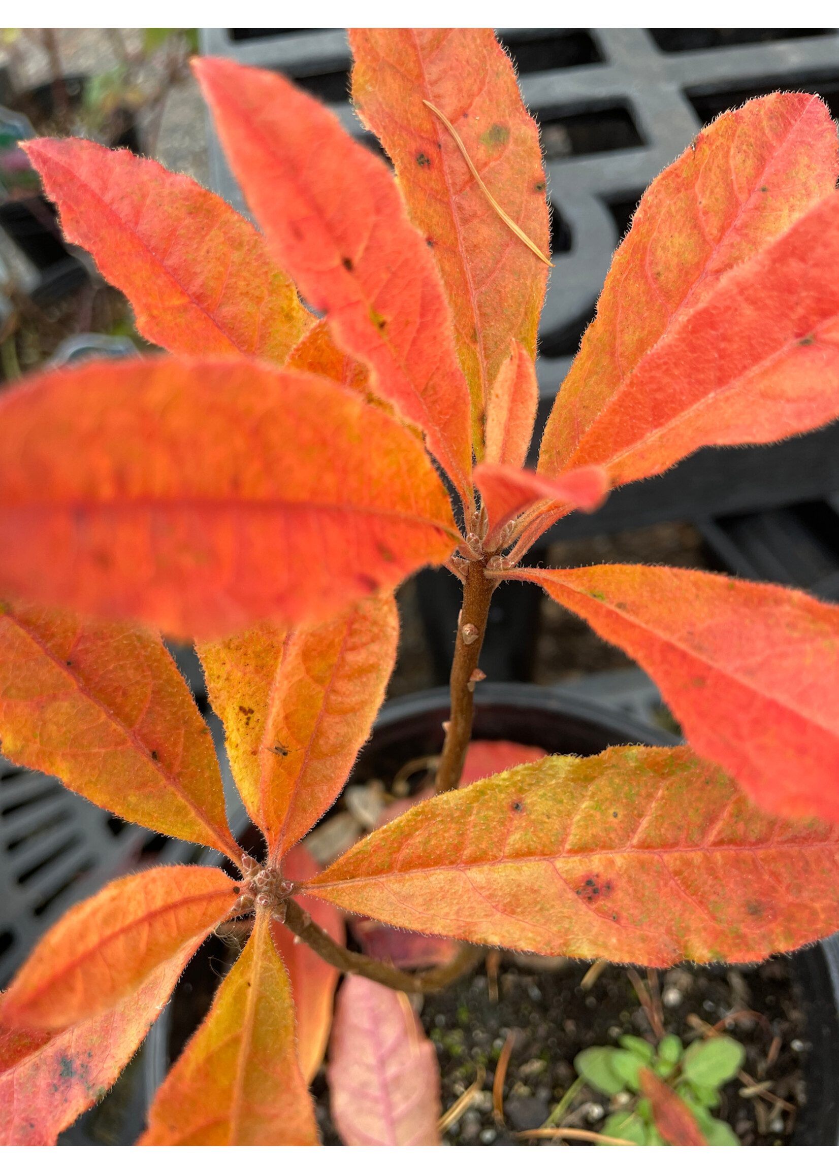 Rhododendron calendulaceum, Flame Azalea #1
