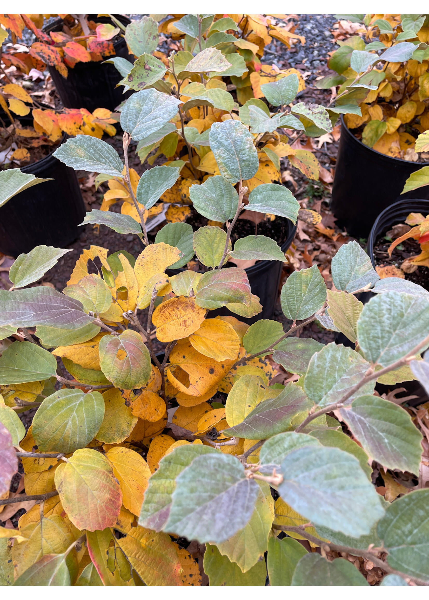 Fothergilla Blue Hawaii #3