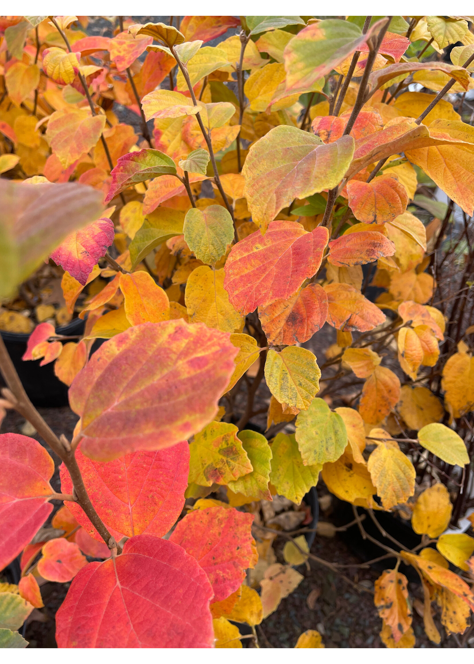 Fothergilla gardenii Fothergilla, Dwarf,#3