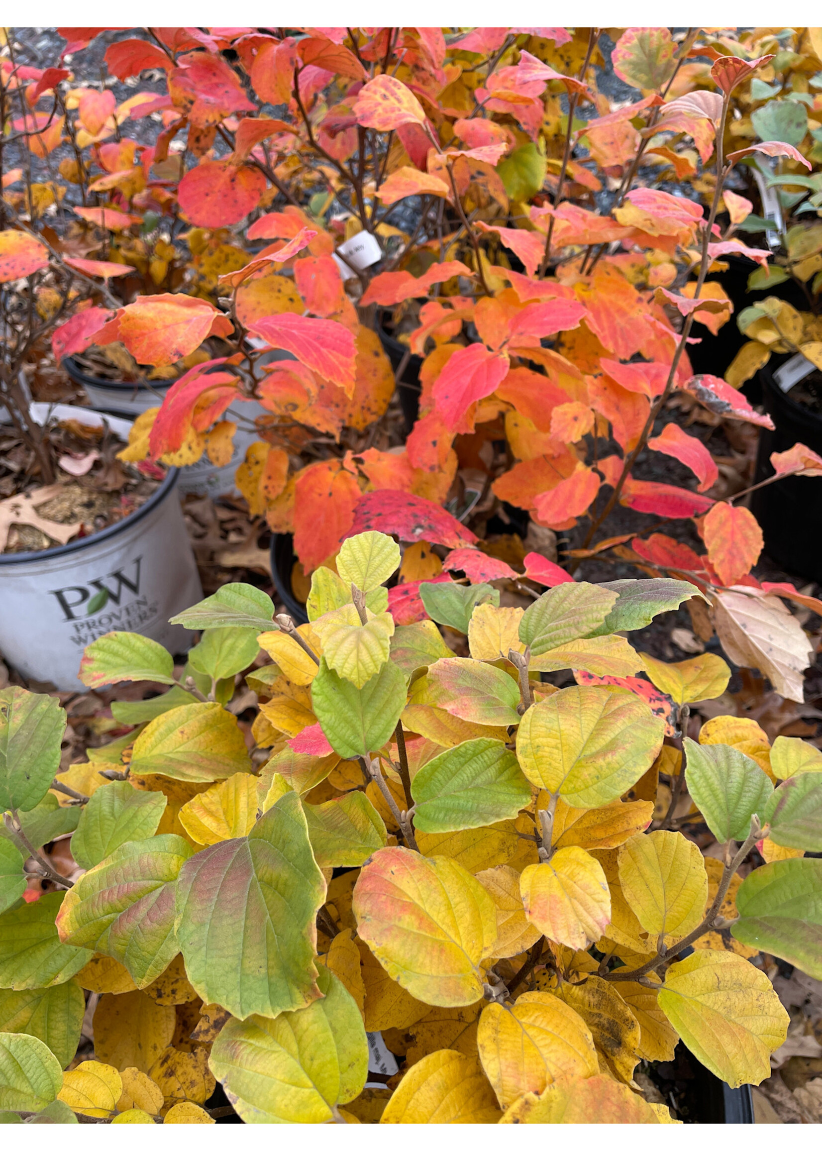 Fothergilla maj. Mt. Airy Fothergilla, Mt. Airy, #3