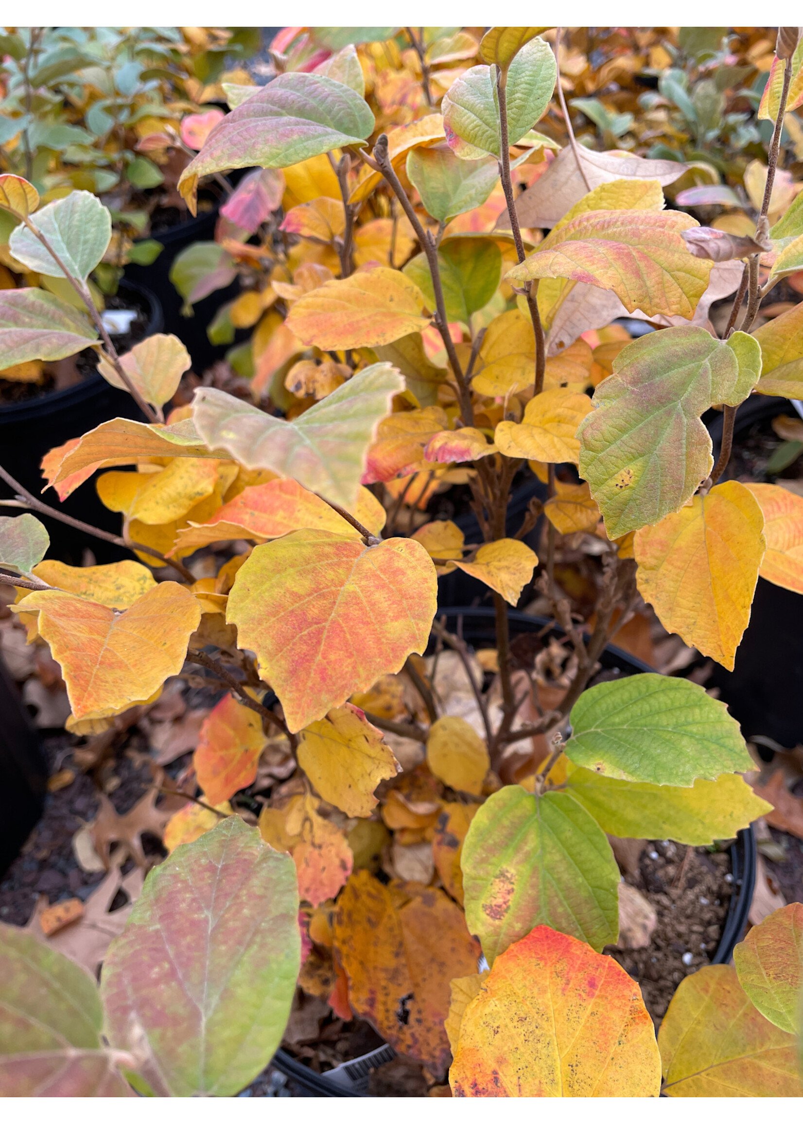 Fothergilla gardenii Suzanne Fothergilla, Suzanne Dwarf, #2