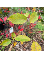 Ulmus americana Jefferson, American Elm #15