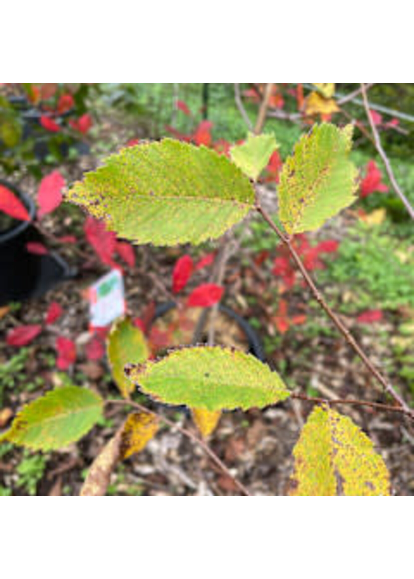 Ulmus americana Jefferson, American Elm #15
