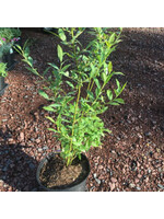 Vaccinium, BLUEBERRY PINK LEMONADE #2