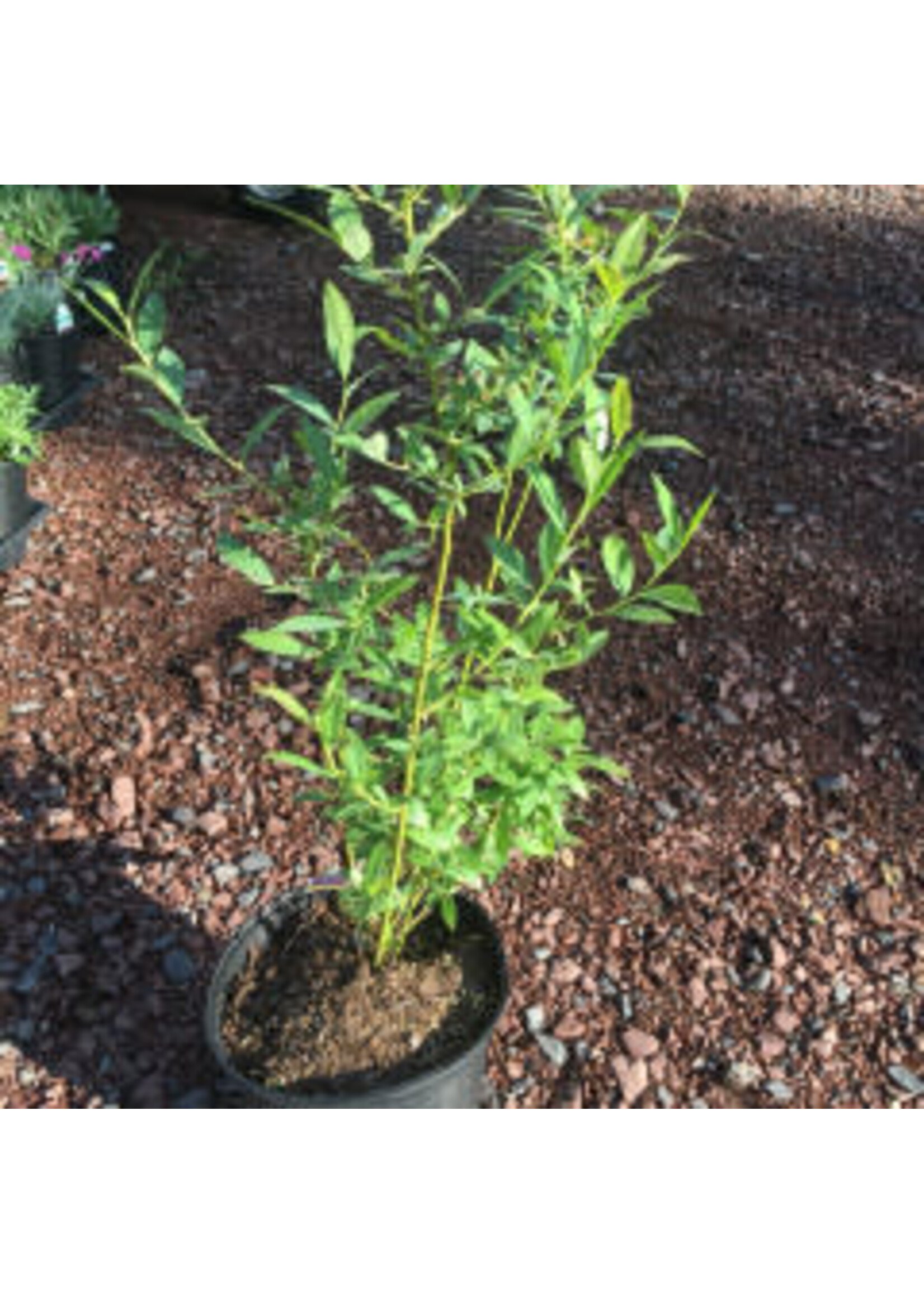 Vaccinium, BLUEBERRY PINK LEMONADE #2