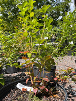 Vaccinium Blueberry, Hannah's Choice #2