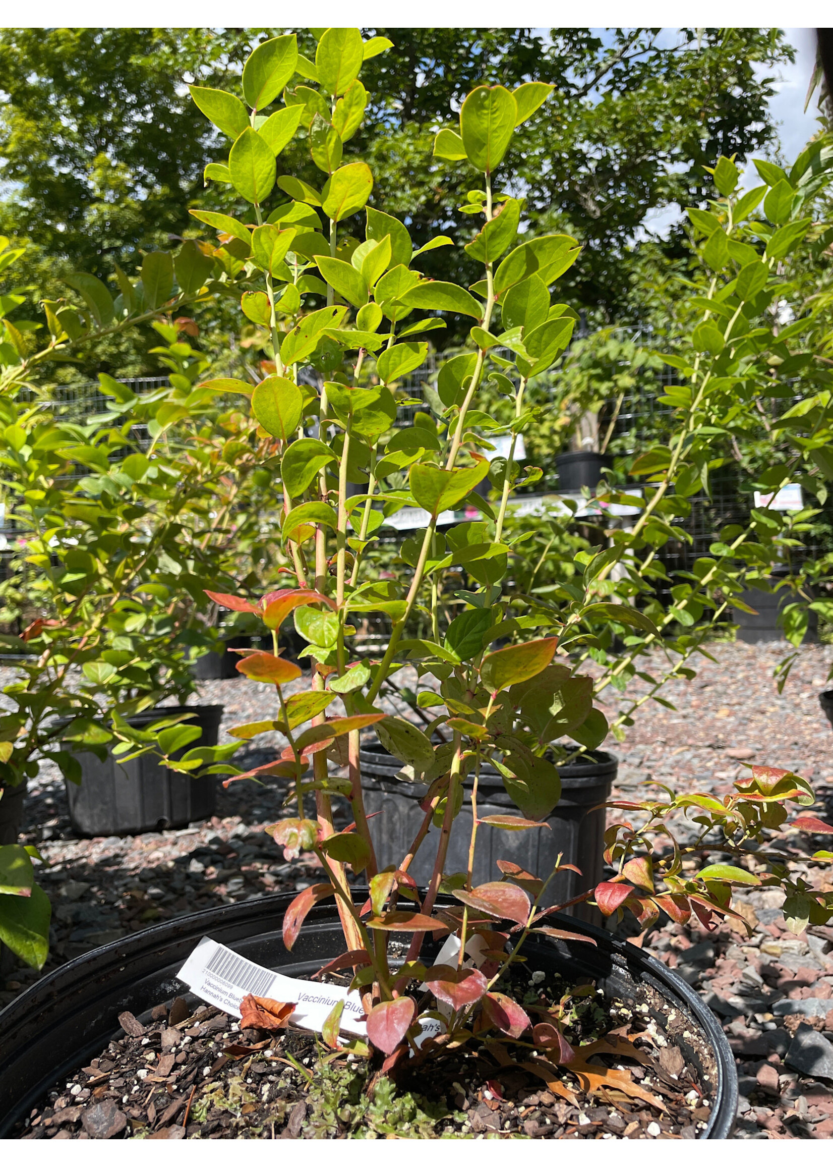 Vaccinium Blueberry, Hannah's Choice #2