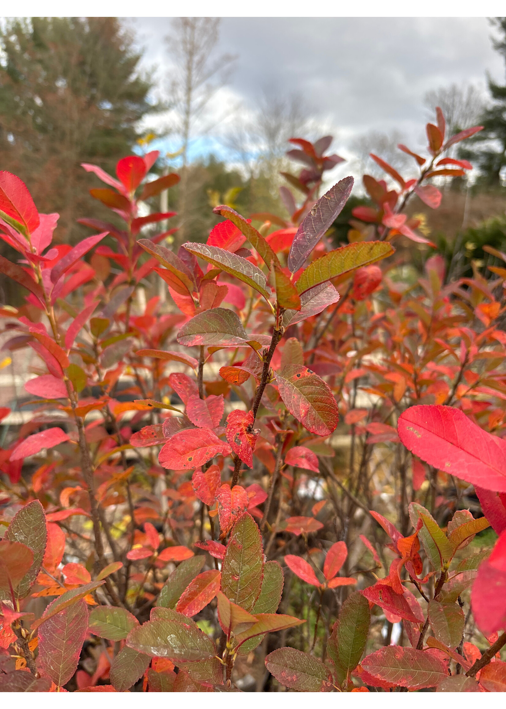 Amelanchier can. Glenform Serviceberry - Shadblow, Rainbow Pillar, #10