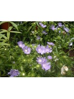 Stokesia laevis Peachie's PIck Stoke's Aster, Peachie's Pick, #1 container