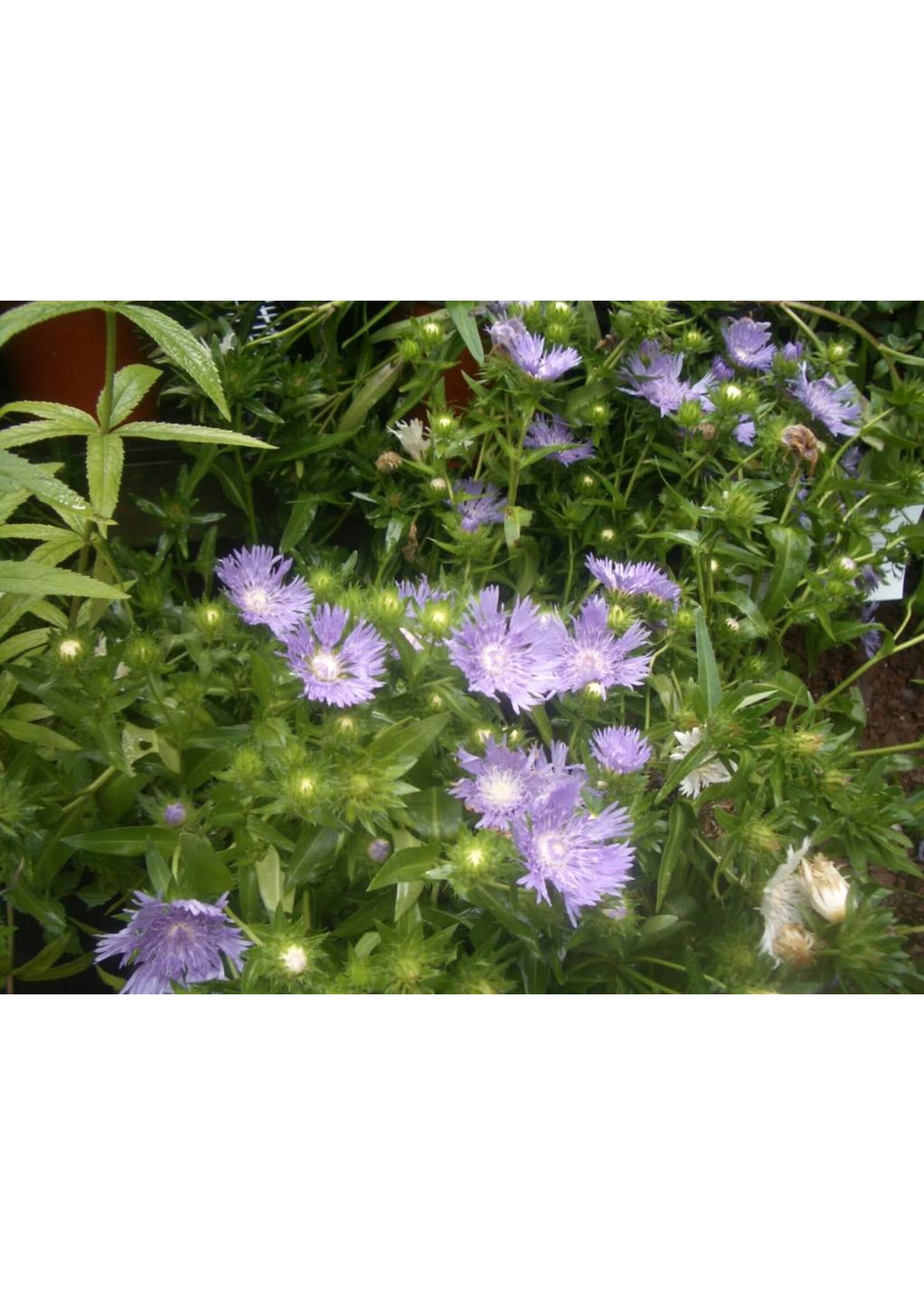 Stokesia laevis Peachie's PIck Stoke's Aster, Peachie's Pick, #1 container