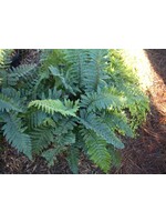 Polystichum polyblepharum Fern - Tassel, #1