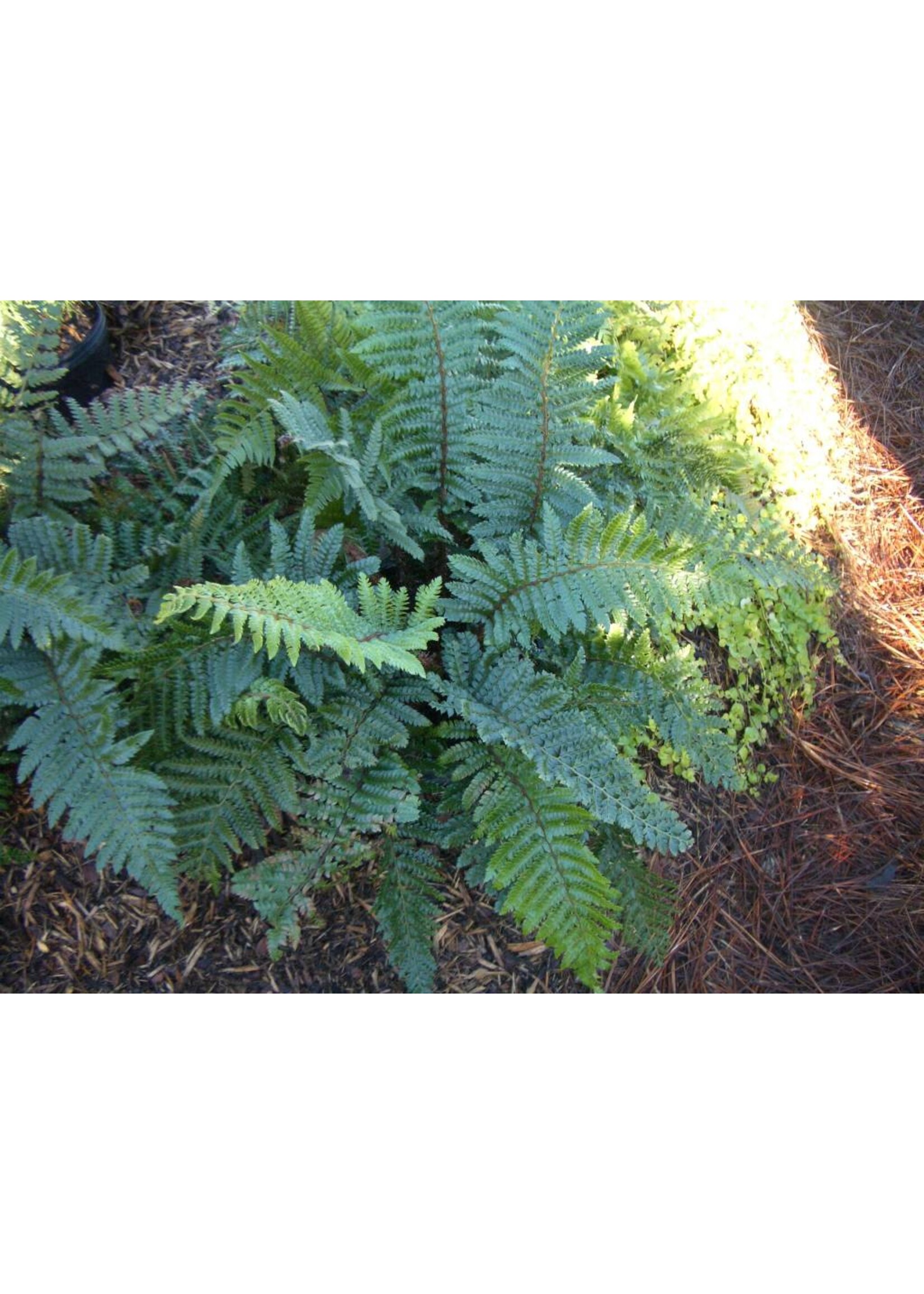 Polystichum polyblepharum Fern - Tassel, #1