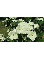 Cornus x  Dogwood - Rutger's Hybrid, Stellar Nova #3
