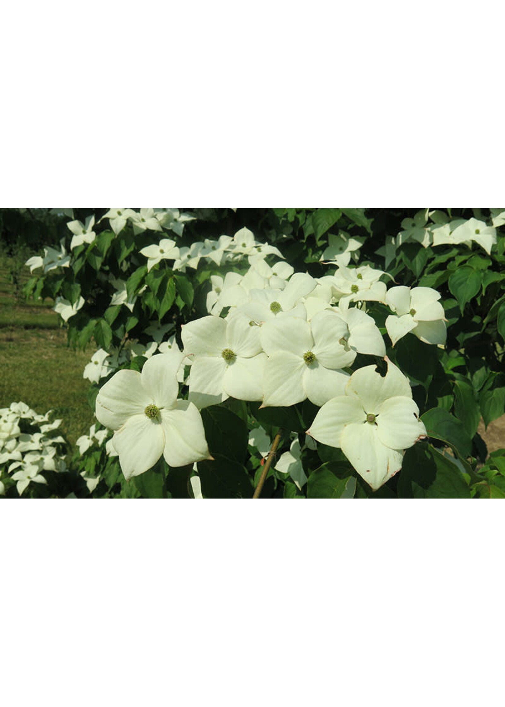 Cornus x  Dogwood - Rutger's Hybrid, Stellar Nova #3