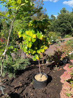 Cercis can. The Rising Sun Redbud - Eastern The Rising Sun, #3