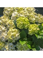 Hydrangea mac. Grin and Tonic Hydrangea - Mophead,  #3
