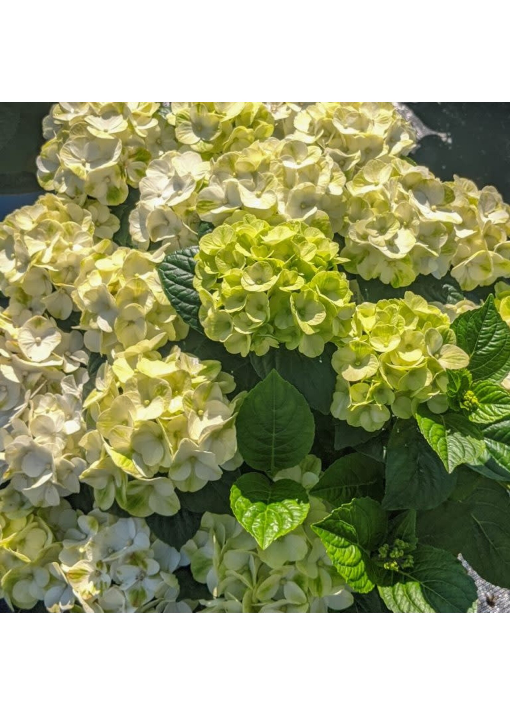 Hydrangea mac. Grin and Tonic Hydrangea - Mophead,  #3