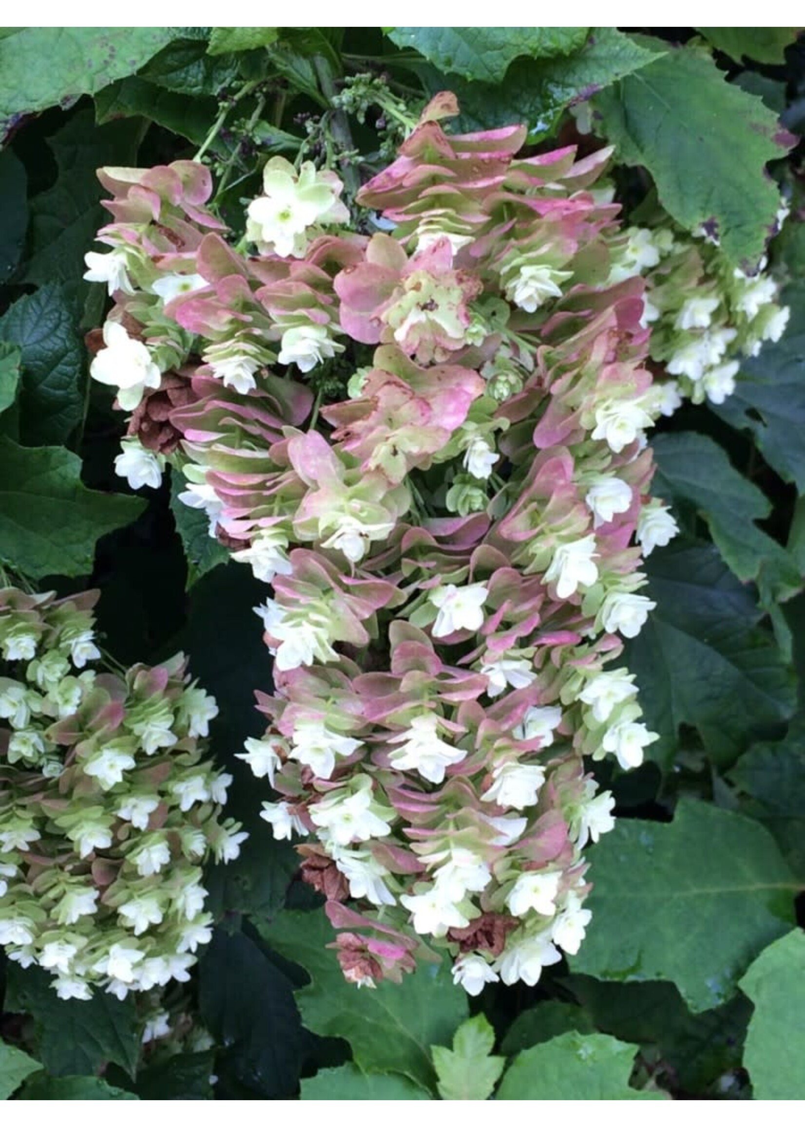 Hydrangea querc. Snowcicle, Hydrangea - Oakleaf, #3