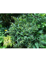 Leucothoe axillaris  Rejoyce,  Dog Hobble, #3