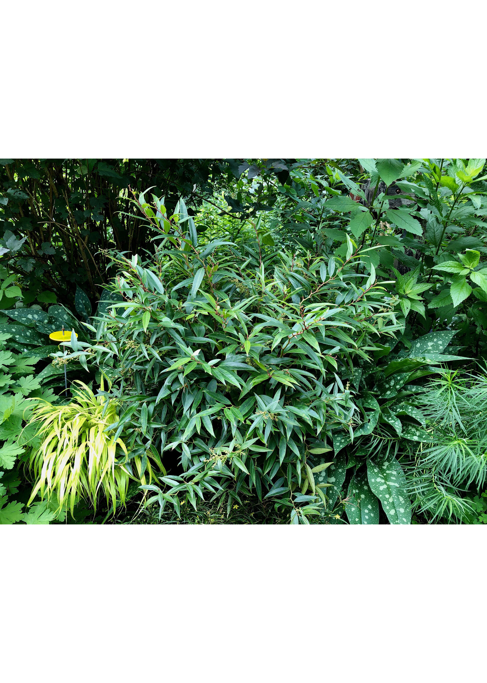 Leucothoe axillaris  Rejoyce,  Dog Hobble, #3
