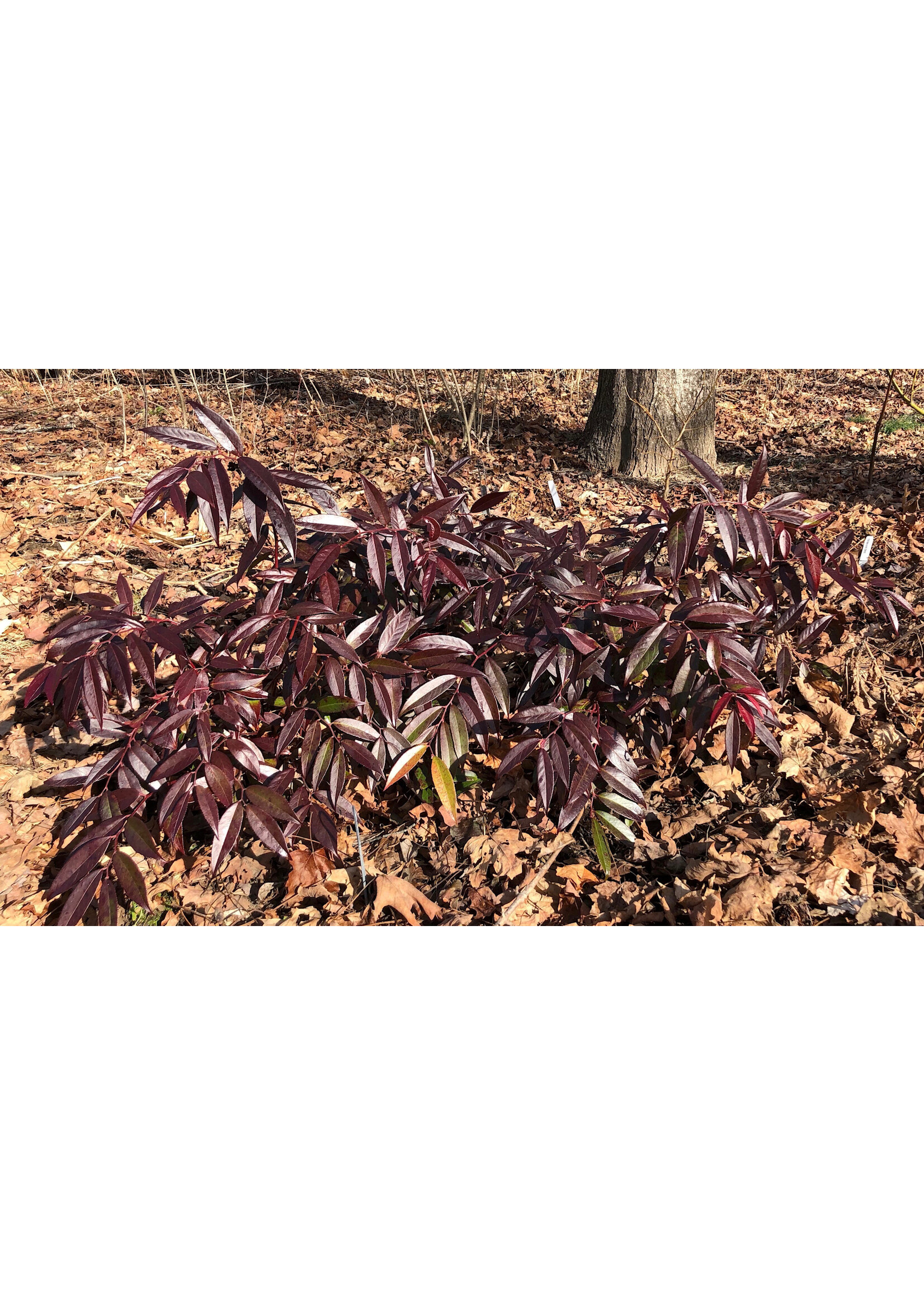 Leucothoe axillaris  Rejoyce,  Dog Hobble, #3
