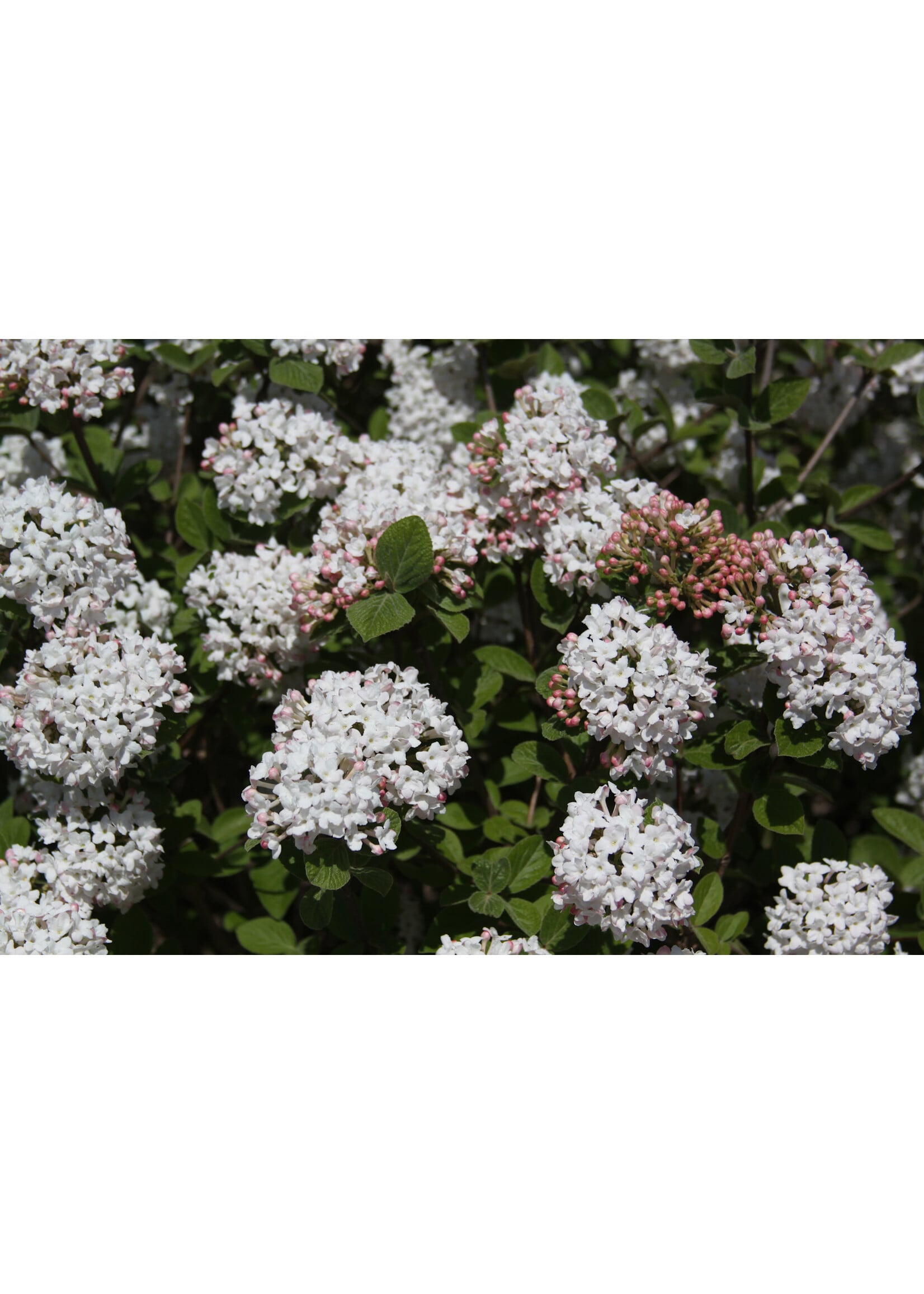 Viburnum carlesii Spice Island , Korean Spice Viburnum #3