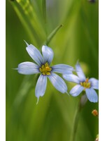 Sisyrinchium angustifolium, - Ornamental Blue Eyed Grass, #1 Cont.