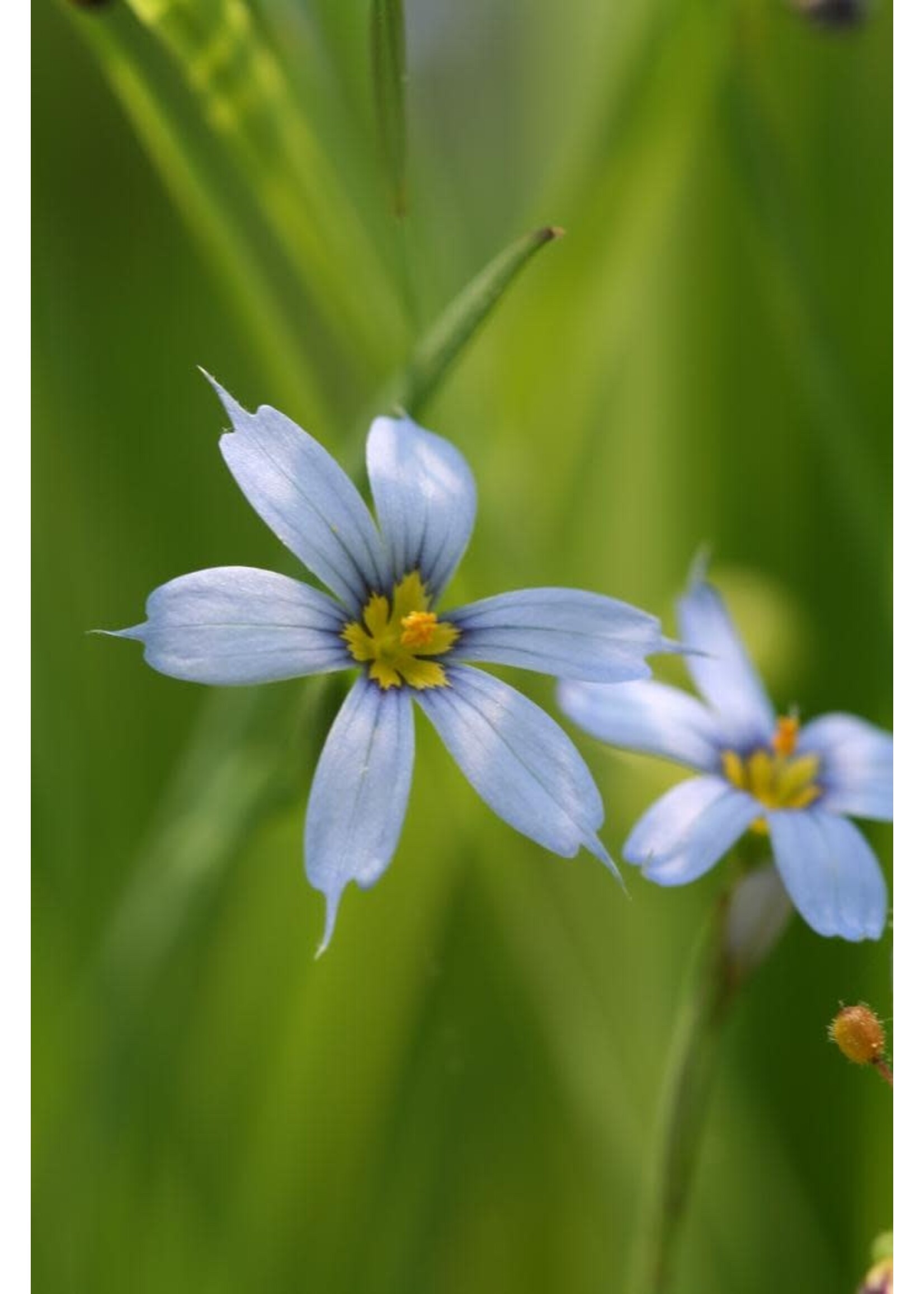 Sisyrinchium angustifolium, - Ornamental Blue Eyed Grass, #1 Cont.