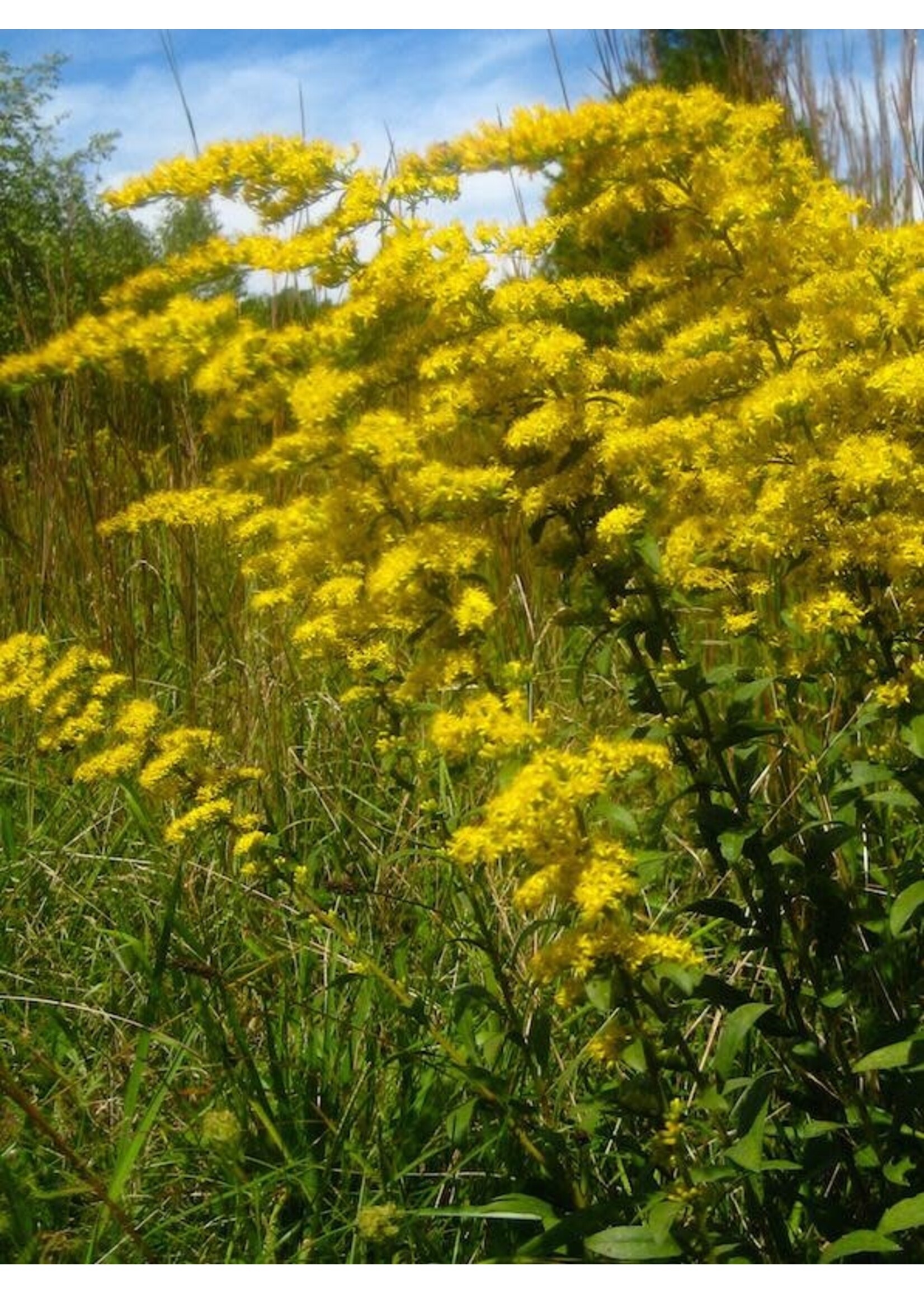 Solidago nemoralis, Grayleaf Goldenrod #1 container