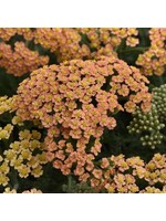 Achillea New Vintage Terracotta, Yarrow #1 Container