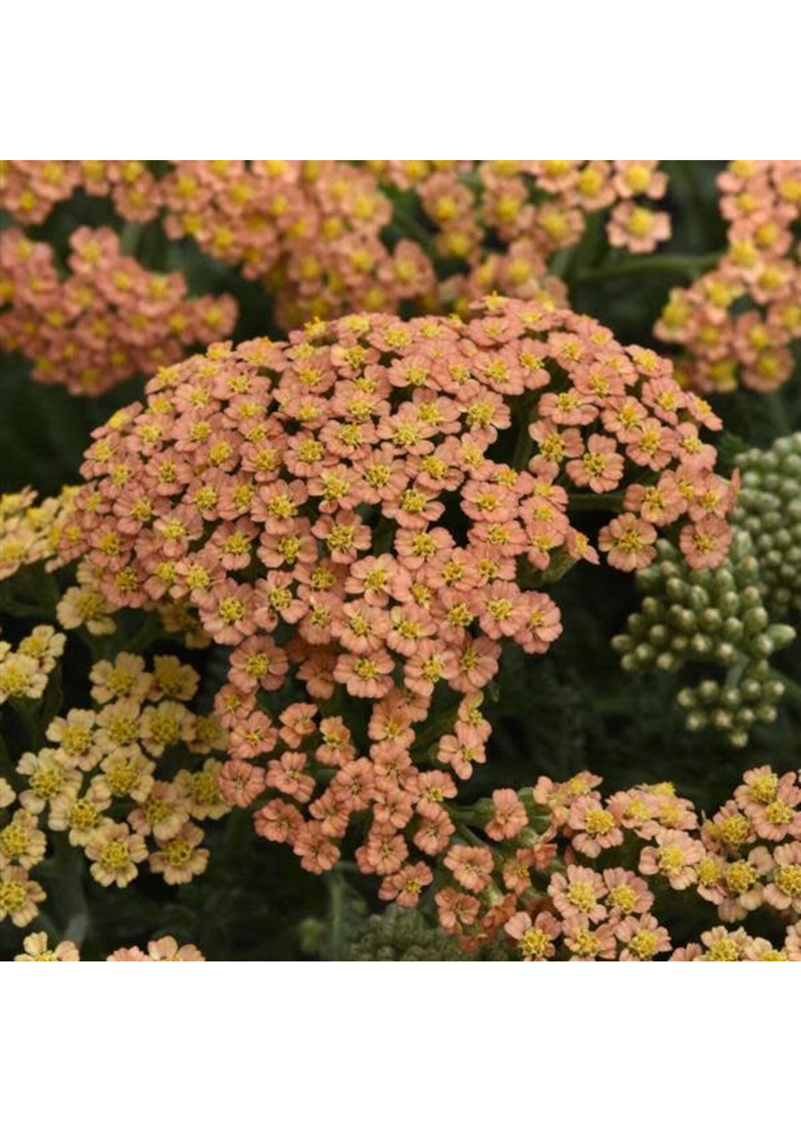 Achillea New Vintage Terracotta, Yarrow #1 Container