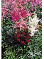 Astilbe Bunter Zauber, Astilbe, Mixed #1 Container