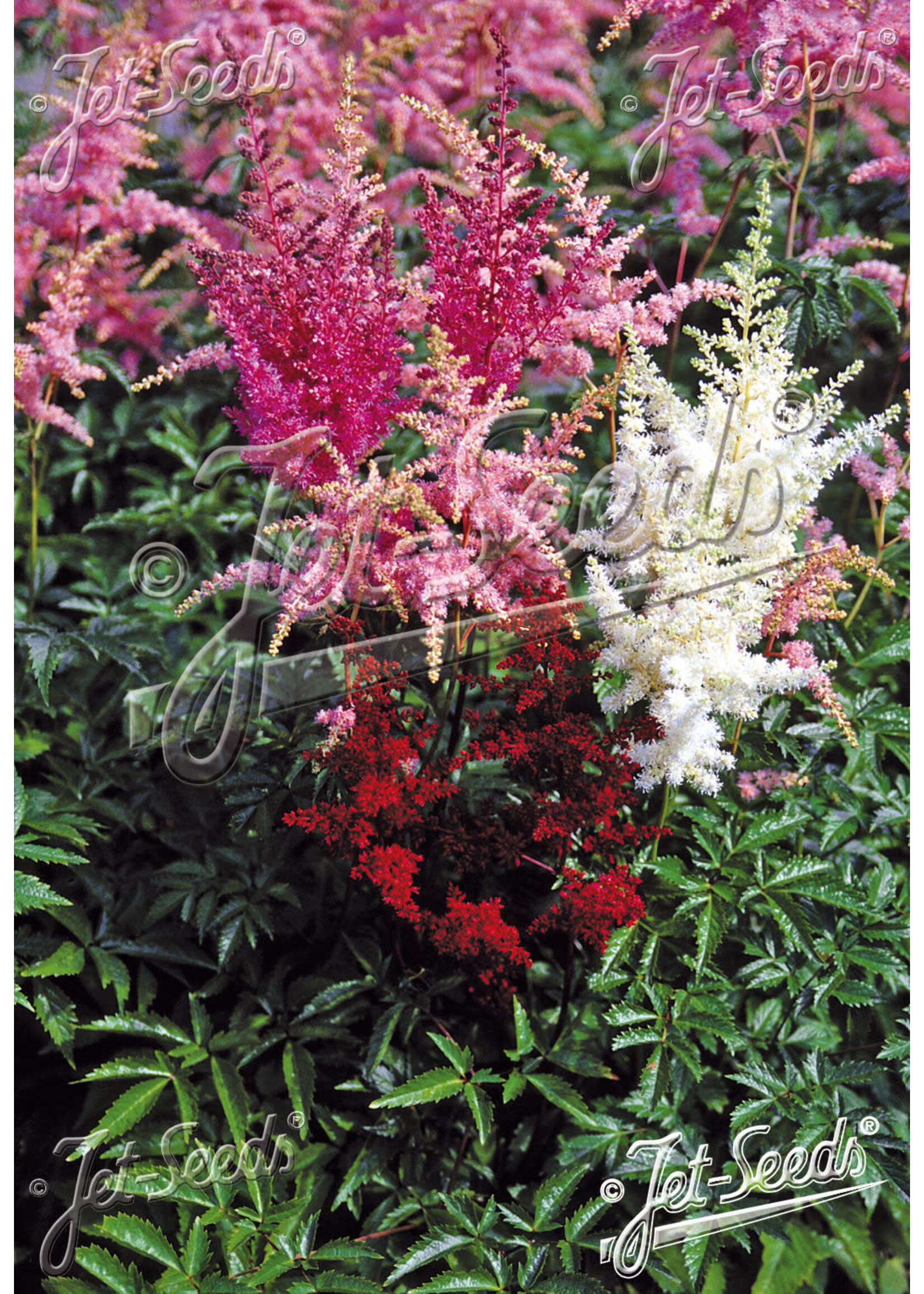 Astilbe Bunter Zauber, Astilbe, Mixed #1 Container