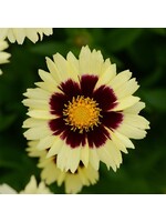 Coreopsis UpTick Cream & Red, Tickseed  #1 container
