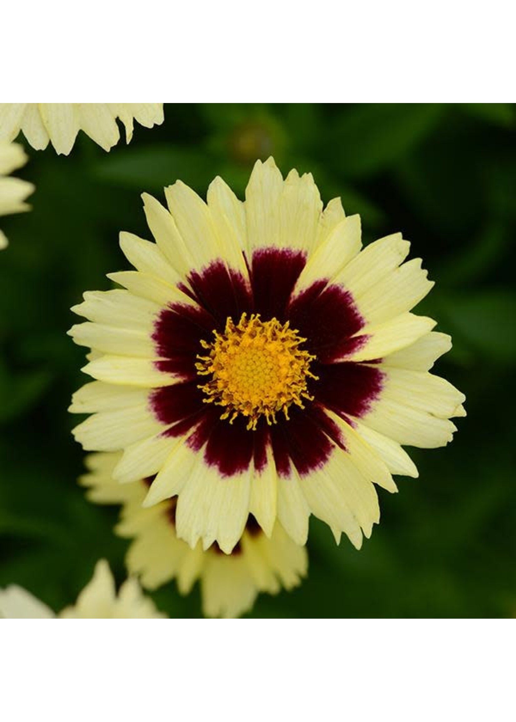 Coreopsis UpTick Cream & Red, Tickseed  #1 container