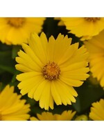 Coreopsis UpTick Gold, Tickseed  #1 container