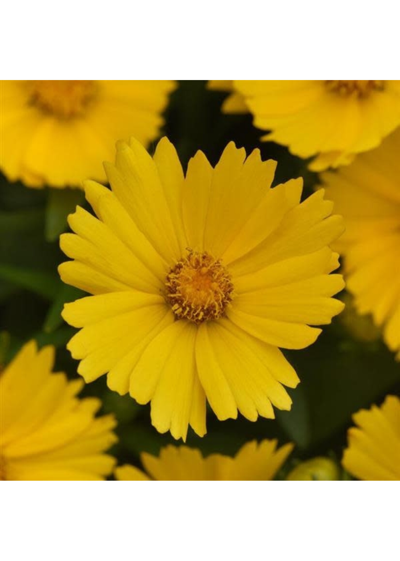 Coreopsis UpTick Gold, Tickseed  #1 container