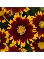 Coreopsis UpTick Red, Tickseed  #1 container