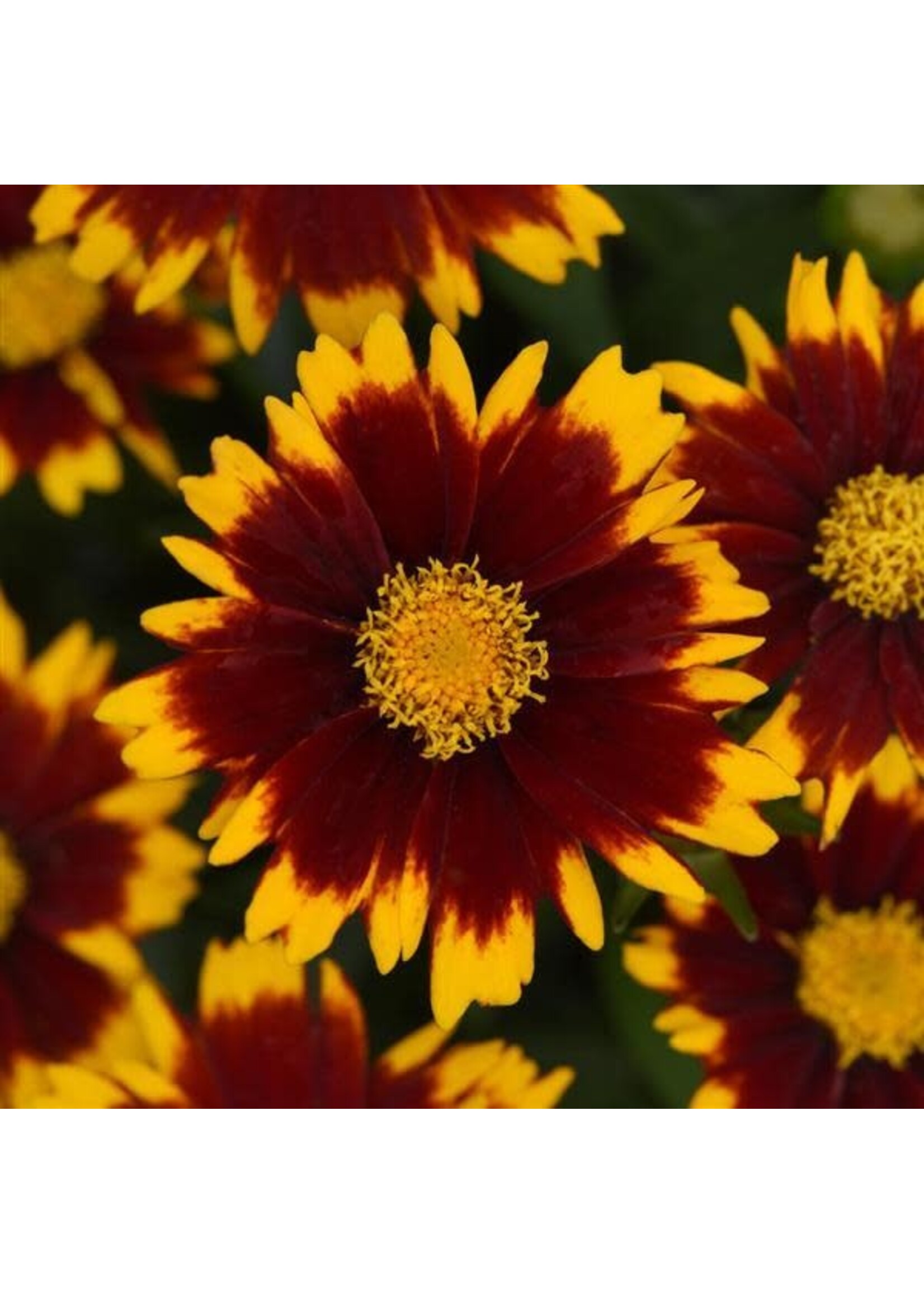 Coreopsis UpTick Red, Tickseed  #1 container