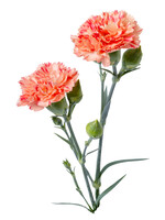 Dianthus SCENT FIRST® Orange Sparkler, Pinks #1 container