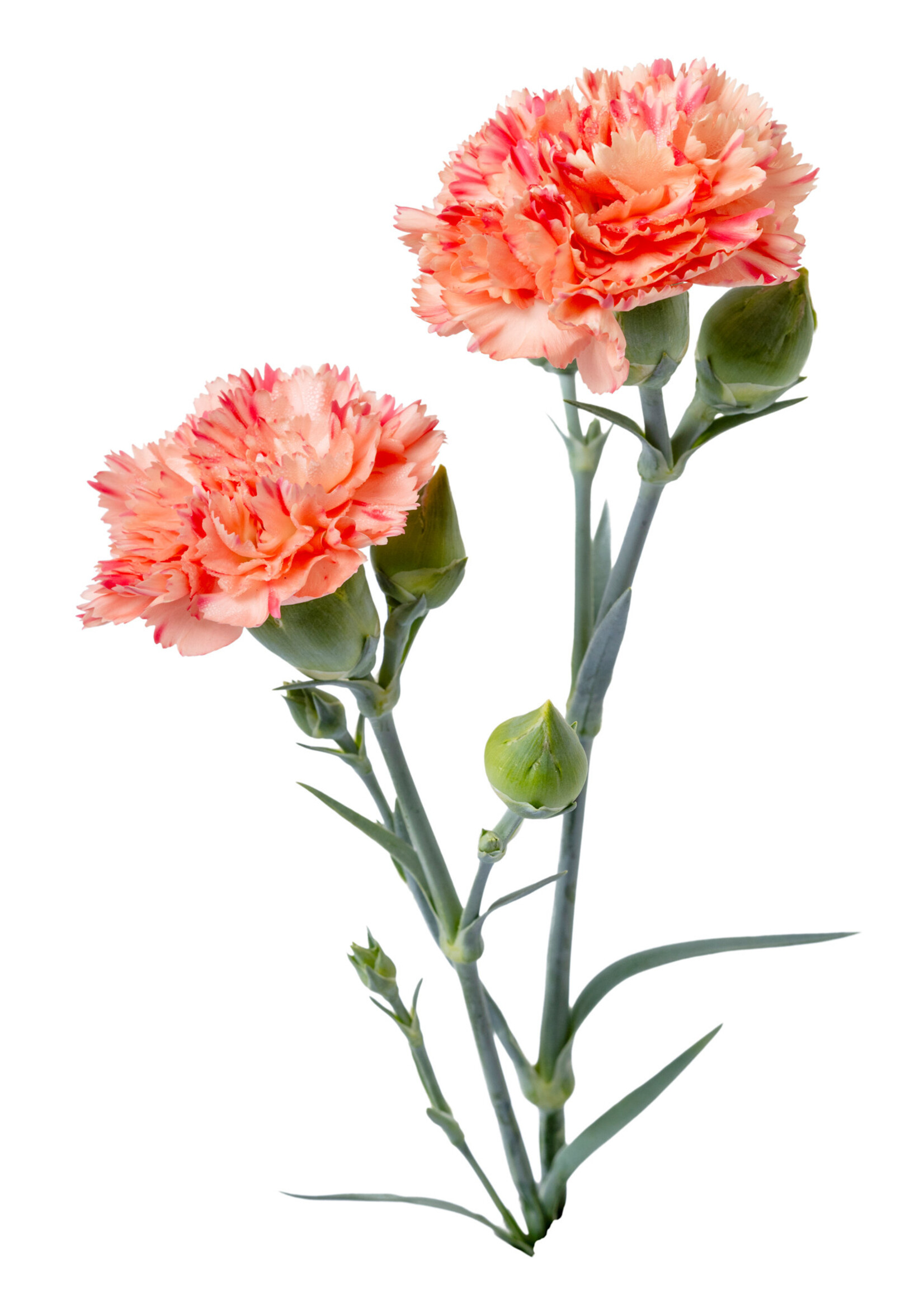 Dianthus SCENT FIRST® Orange Sparkler, Pinks #1 container