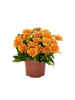 Gaillardia Spintop Mango, Blanket Flower, #1 Container