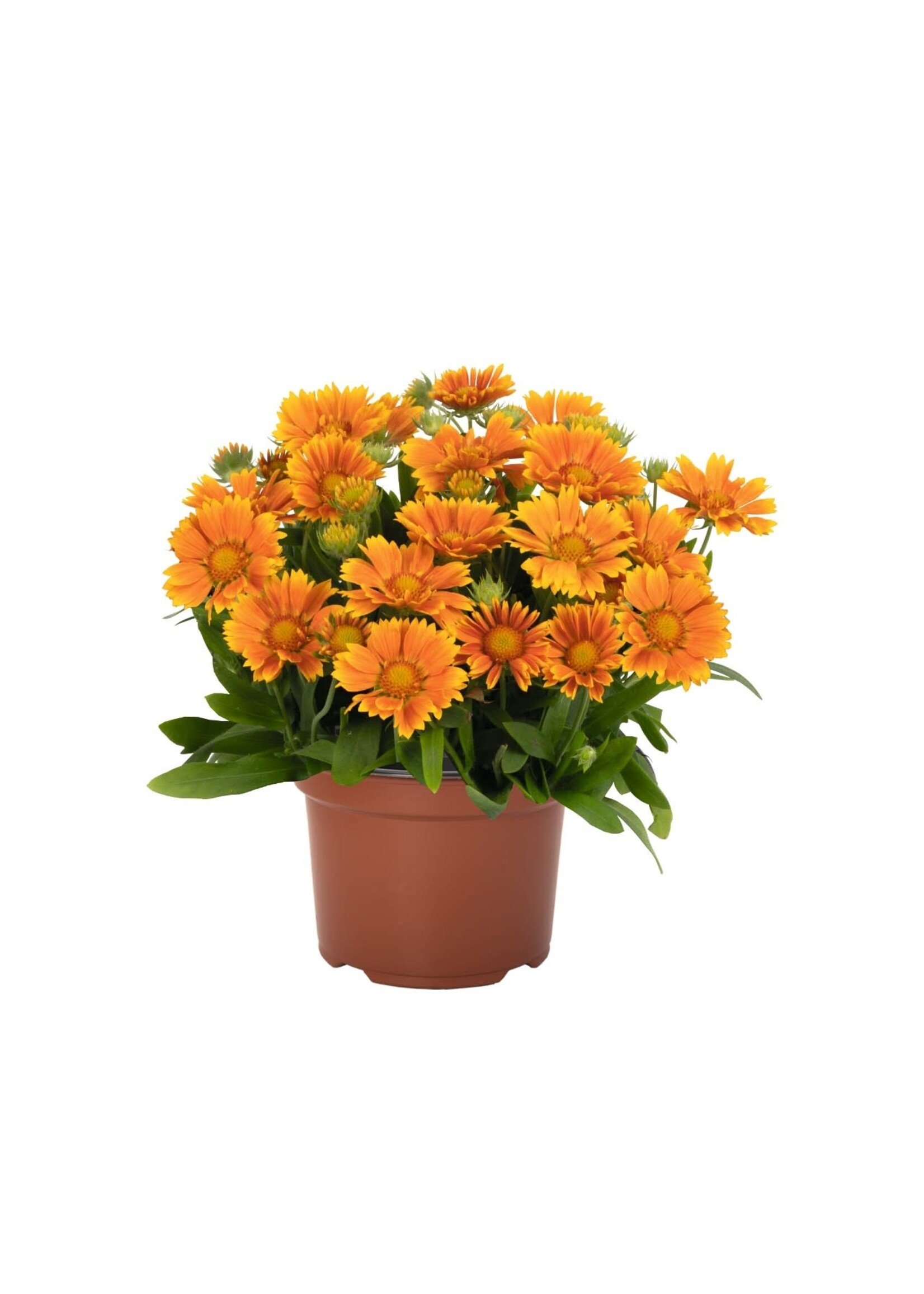 Gaillardia Spintop Mango, Blanket Flower, #1 Container