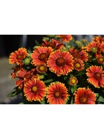 Gaillardia Spintop® Yellow Touch, Blanket Flower, #1 Container