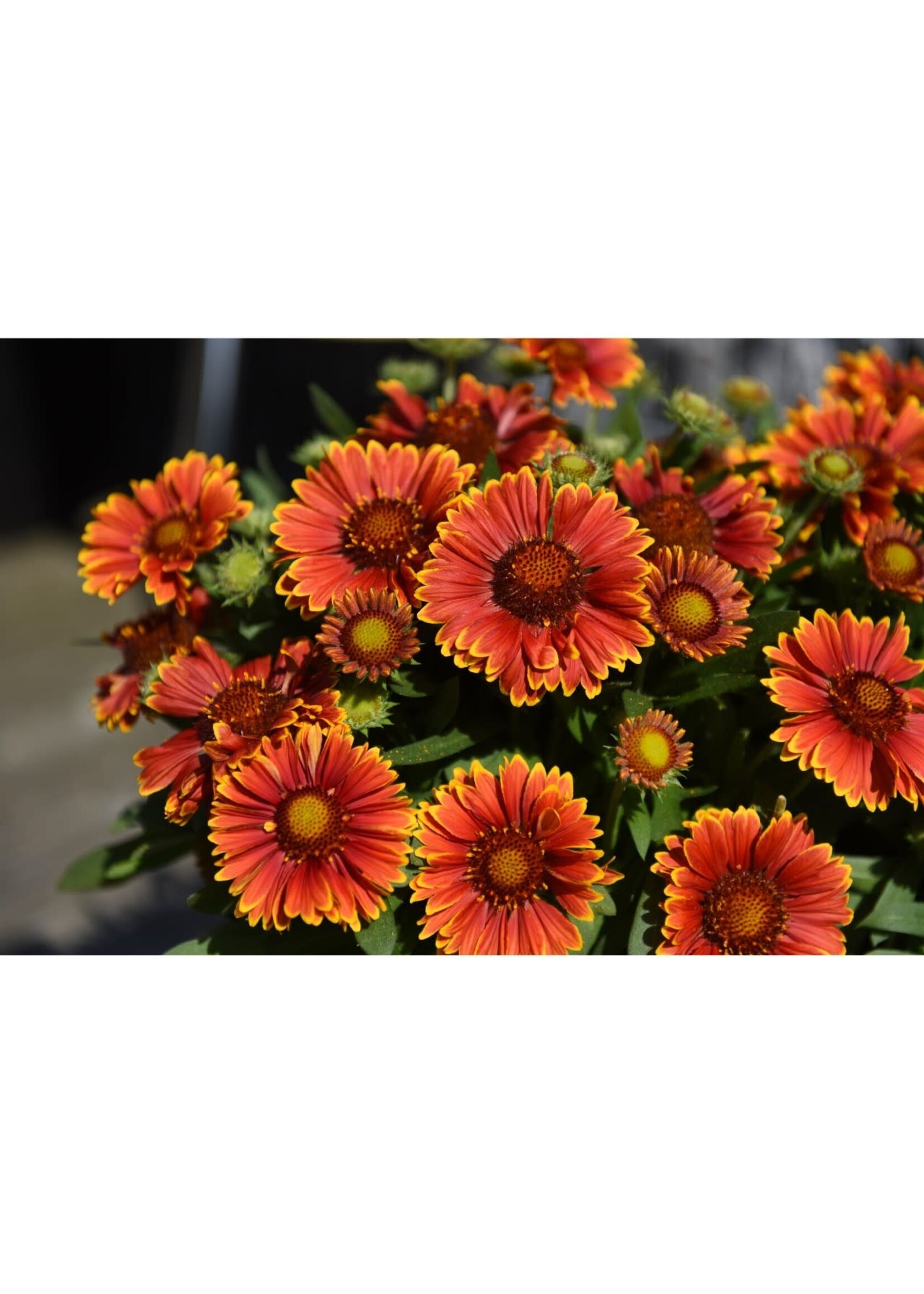 Gaillardia Spintop® Yellow Touch, Blanket Flower, #1 Container