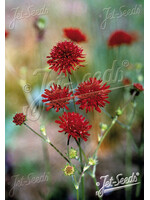 Knautia macedonica Red Knight, Pincushion Plant #1 container