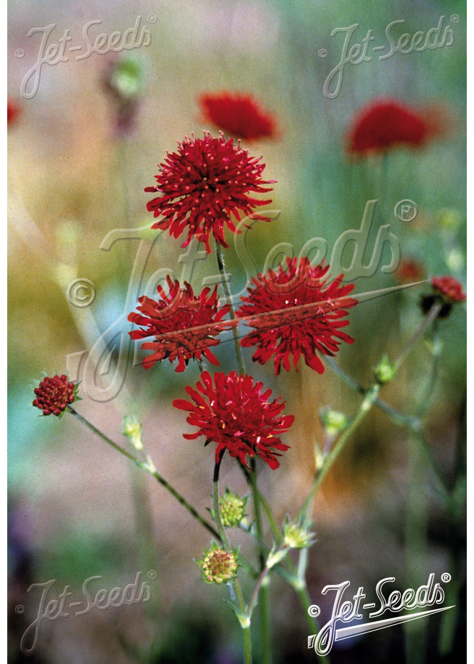 Knautia macedonica Red Knight, Pincushion Plant #1 container