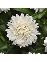 Leucanthemum Make My Daisy Crazy, Shasta Daisy #1 Container