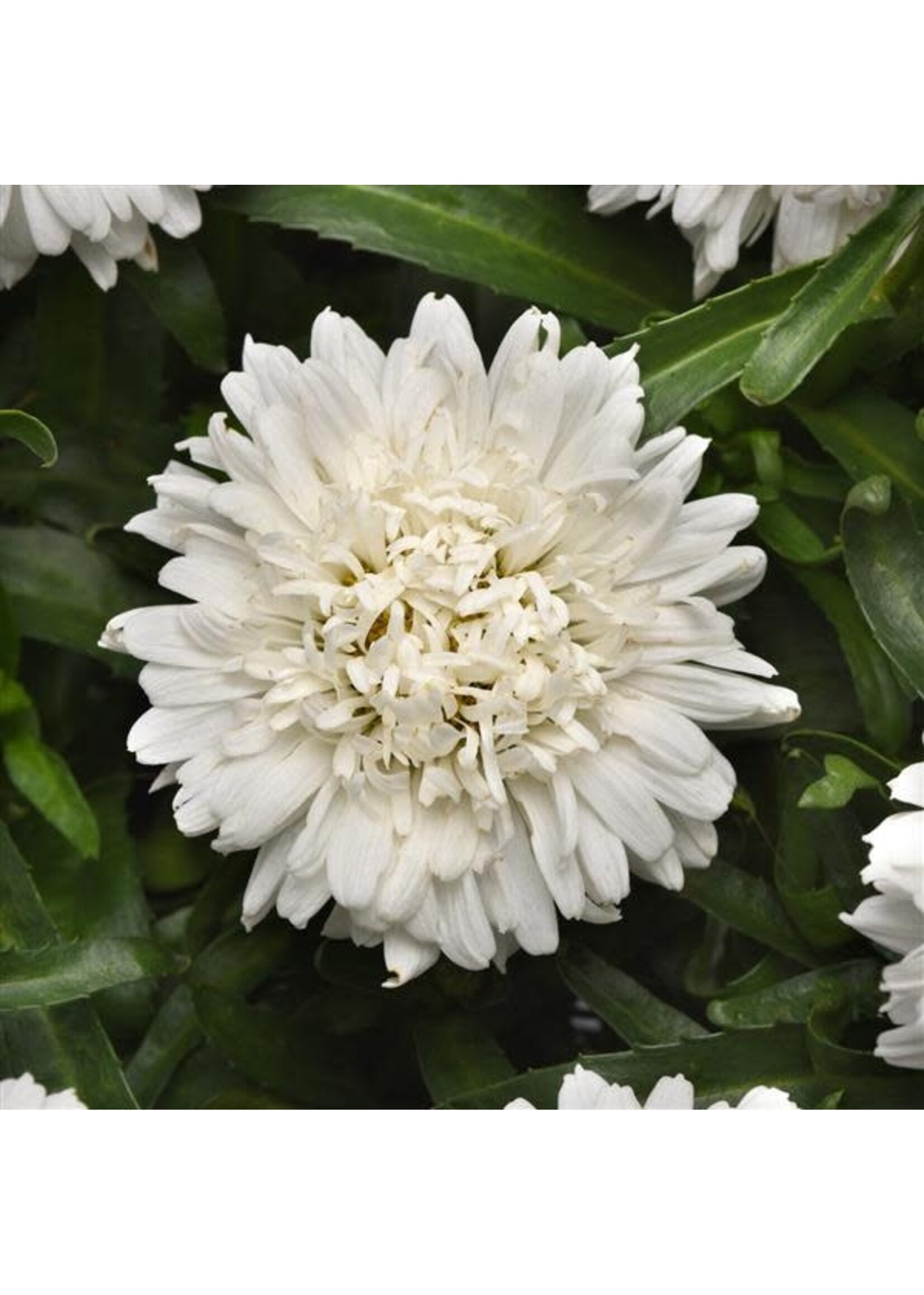 Leucanthemum Make My Daisy Crazy, Shasta Daisy #1 Container