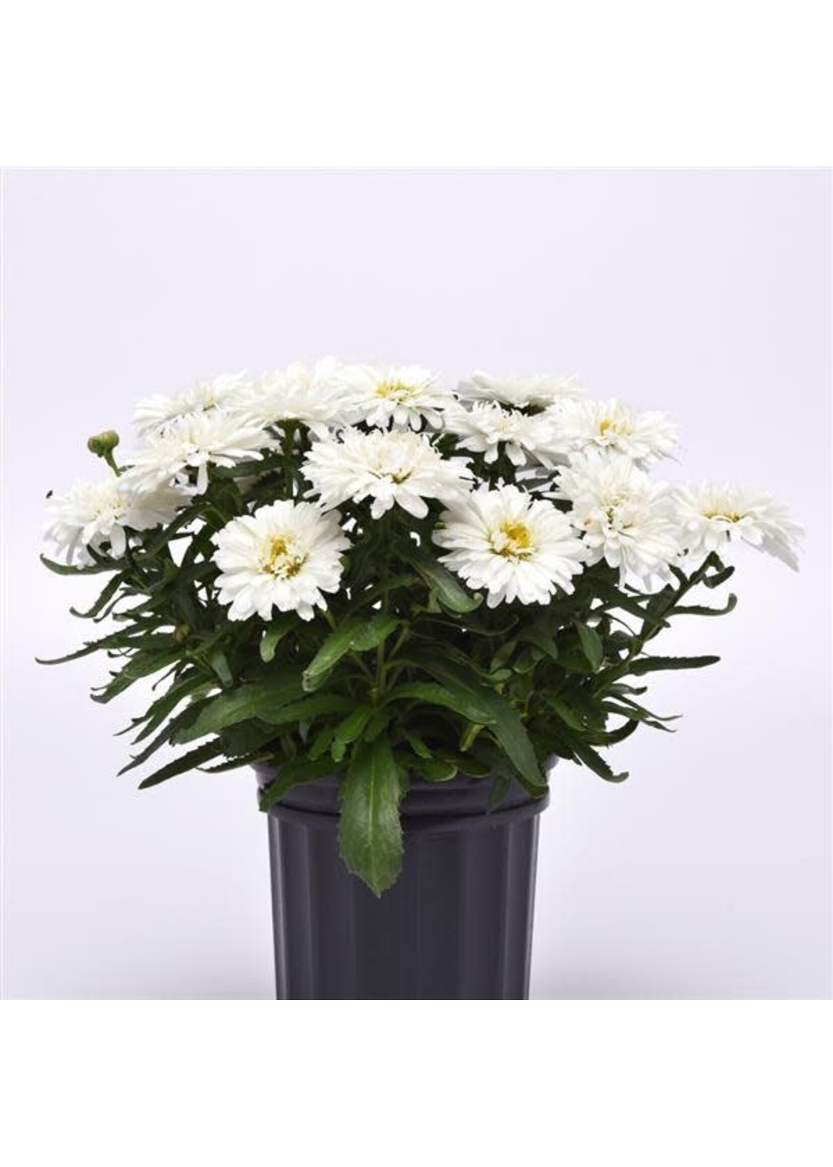 Leucanthemum Make My Daisy Crazy, Shasta Daisy #1 Container